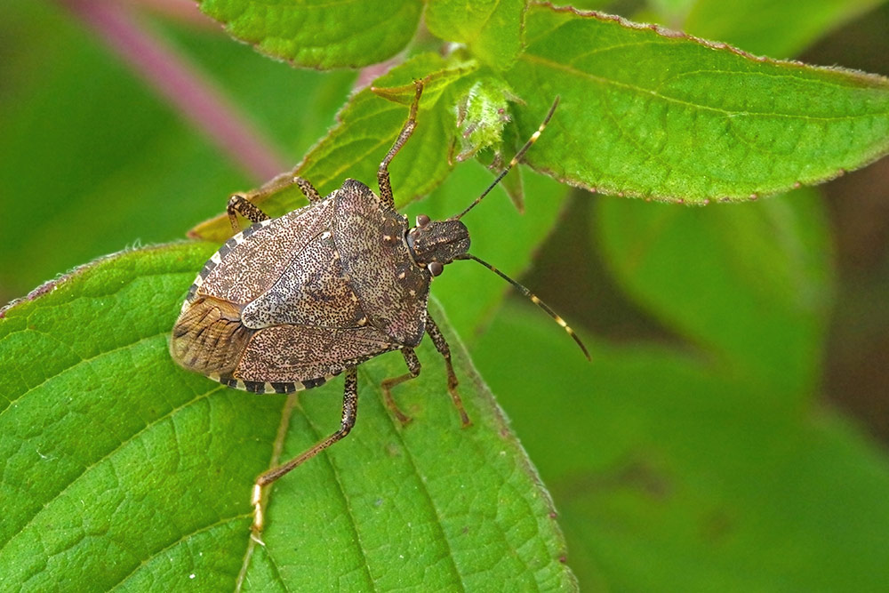 UK Included In Stink Bug Seasonal Measures